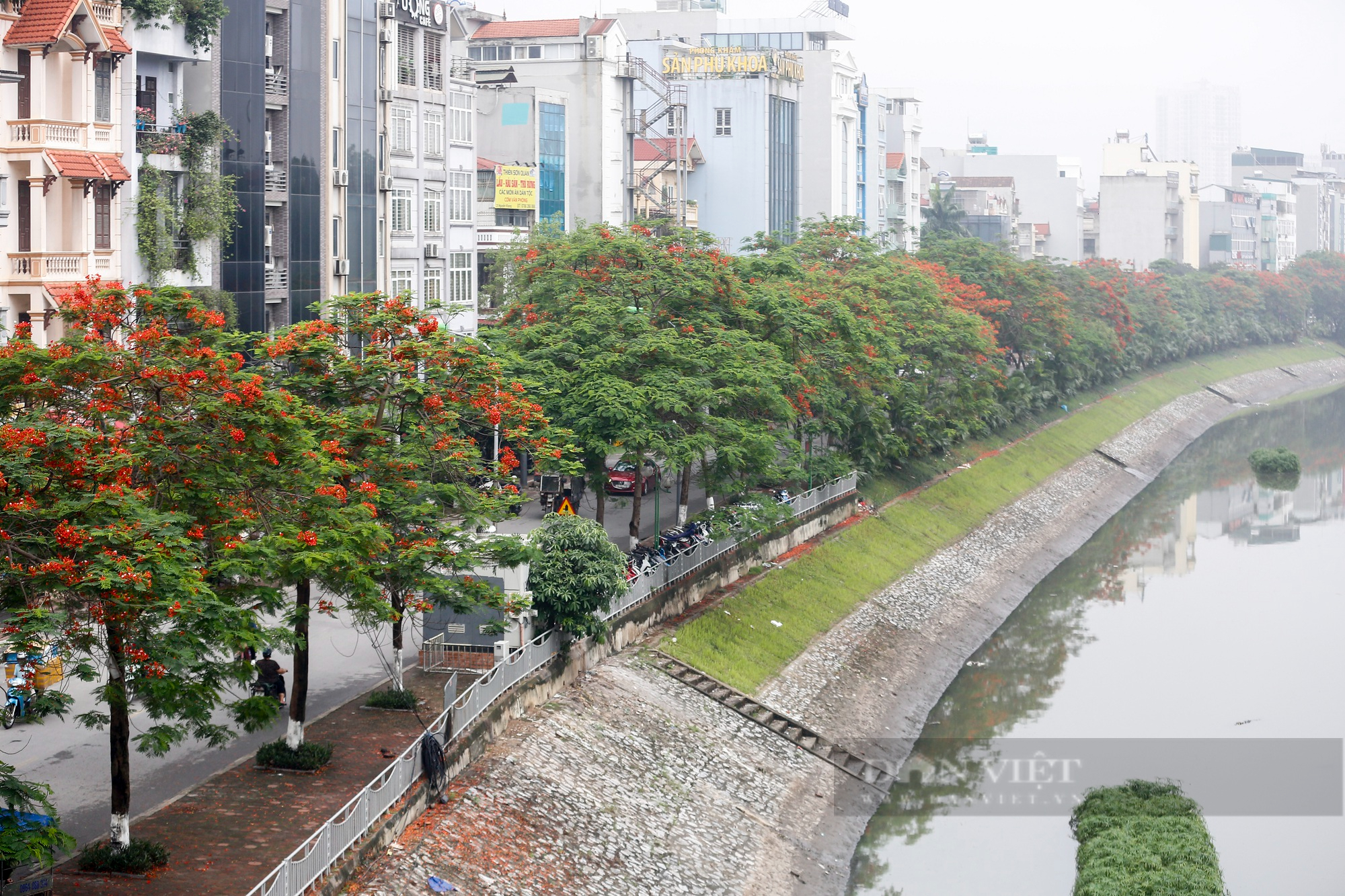 Bằng lăng, phượng vĩ thi nhau đua nở rực rỡ một góc trời Thủ đô - Ảnh 13.