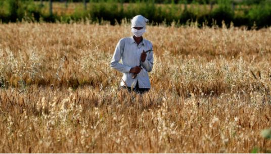 Lệnh cấm xuất khẩu lúa mì của Ấn Độ đang mang lại những hậu quả gì? - Ảnh 1.