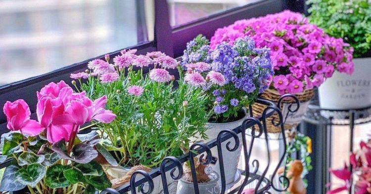 If you want to turn your balcony into a world of bonsai, full of colors, keep these 5 things in mind
