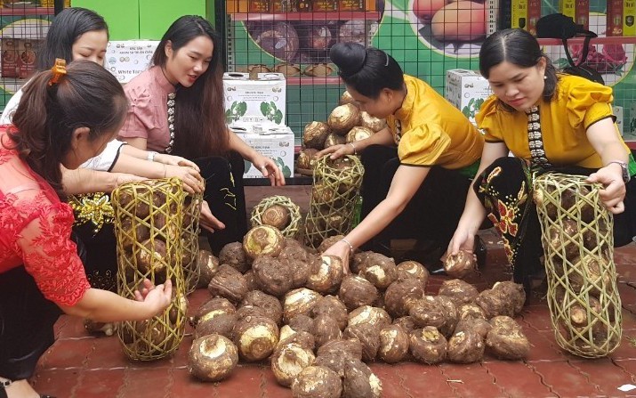 Tâm tư, kiến nghị gửi Thủ tướng: Giám đốc HTX trồng khoai sọ đặc sản mong được hỗ trợ vốn đầu tư công nghệ cao