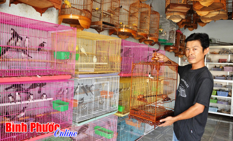Nuôi thứ chim hay hót ở Bình Phước, qua cuộc thi mà rinh giải cao giá bán tăng lên đến mấy chục triệu đồng - Ảnh 2.