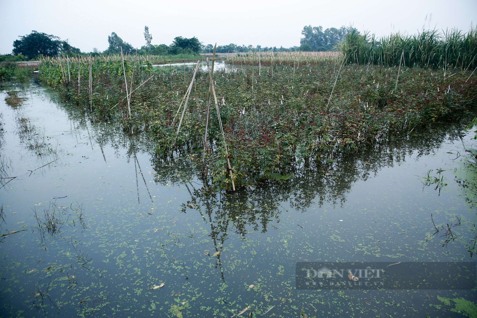 Nông dân ngoại thành Hà Nội khốn khổ vì nước ngập tàn phá hoa màu 4 ngày không rút - Ảnh 1.