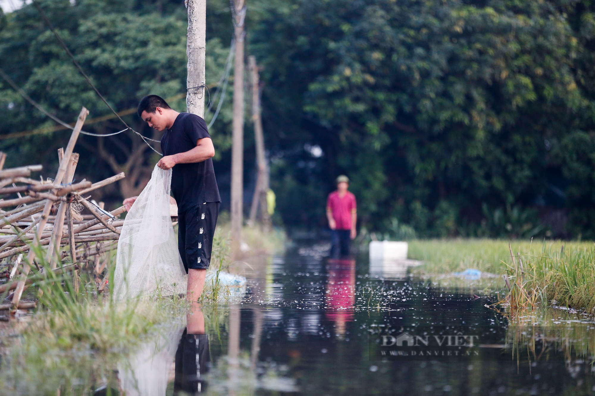 Nông dân ngoại thành Hà Nội khốn khổ vì nước ngập tàn phá hoa màu 4 ngày không rút - Ảnh 12.