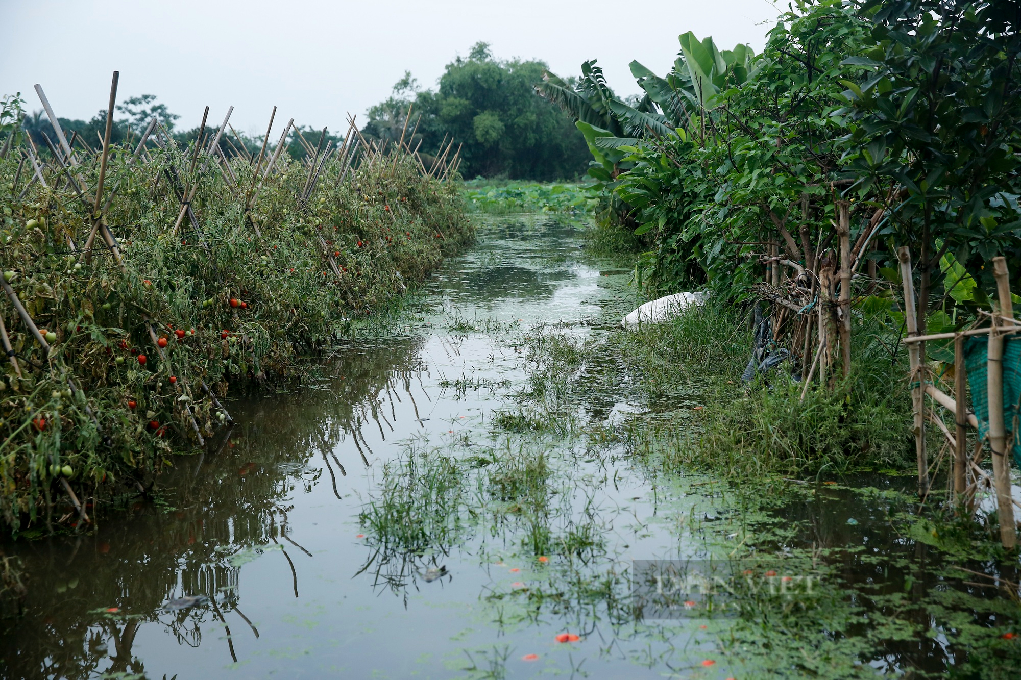 Nông dân ngoại thành Hà Nội khốn khổ vì nước ngập tàn phá hoa màu 4 ngày không rút - Ảnh 2.