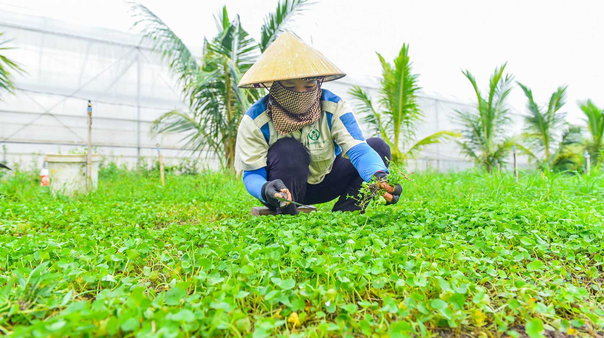 Tâm tư, kiến nghị gửi Thủ tướng: &quot;Kho báu triệu đô&quot; rất cần cơ chế, chính sách đặc thù - Ảnh 1.