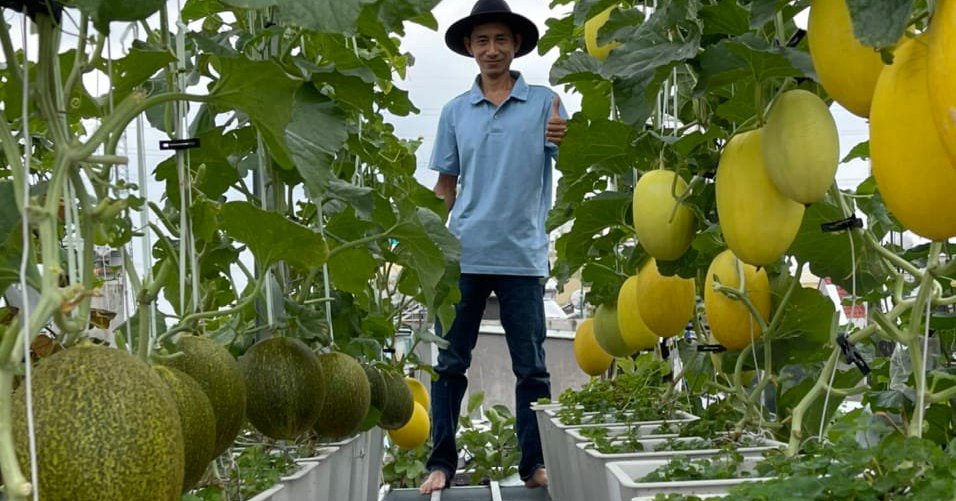 If you want to grow sweet melons on the terrace, you must know this secret at the wrong time