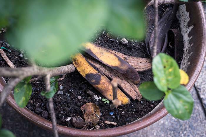 Vỏ chuối ăn xong chớ vội vứt đi, dùng làm phân bón giúp khu vườn xum xuê hoa trái - Ảnh 3.