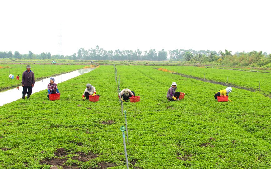 Trồng thứ rau đồng này, ít sợ hạn mặn, nông dân Long An cắt bán quanh năm, tiền tiêu rủng rỉnh