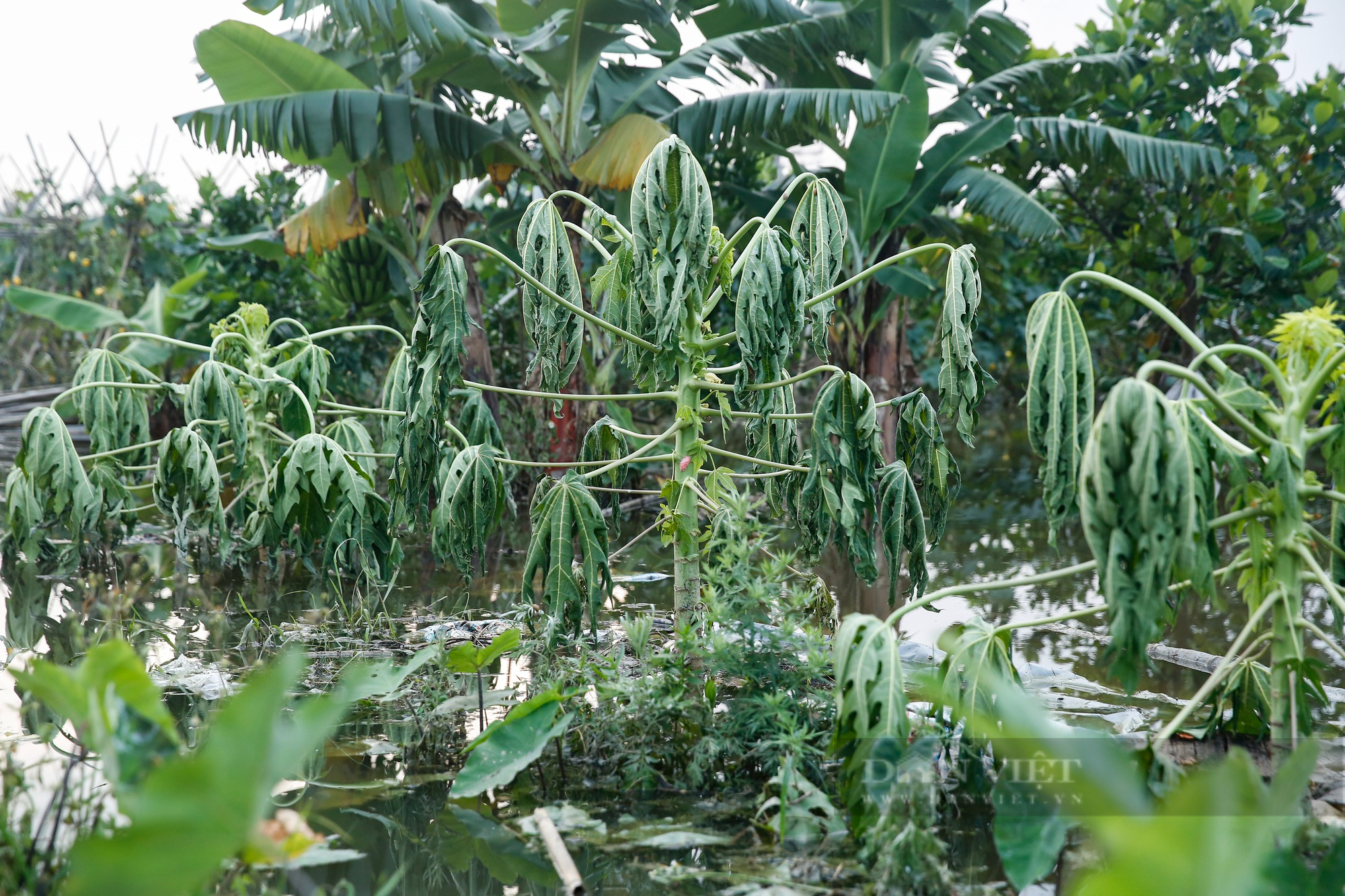 Nông dân ngoại thành Hà Nội khốn khổ vì nước ngập tàn phá hoa màu 4 ngày không rút - Ảnh 4.