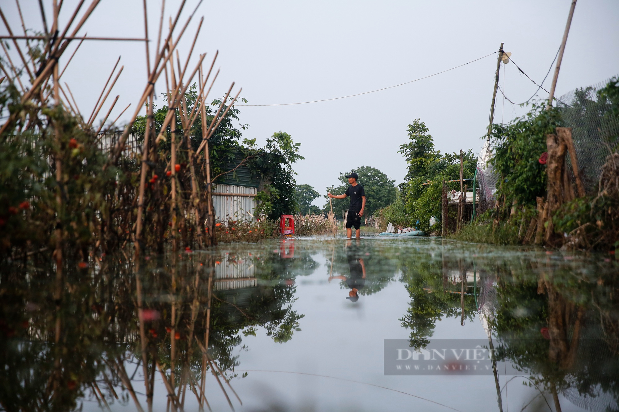Nông dân ngoại thành Hà Nội khốn khổ vì nước ngập tàn phá hoa màu 4 ngày không rút - Ảnh 5.