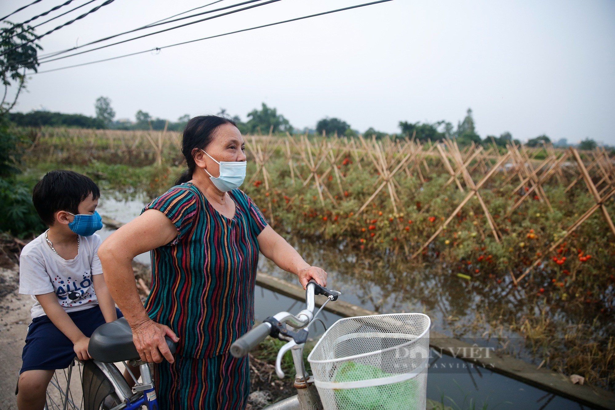 Nông dân ngoại thành Hà Nội khốn khổ vì nước ngập tàn phá hoa màu 4 ngày không rút - Ảnh 10.