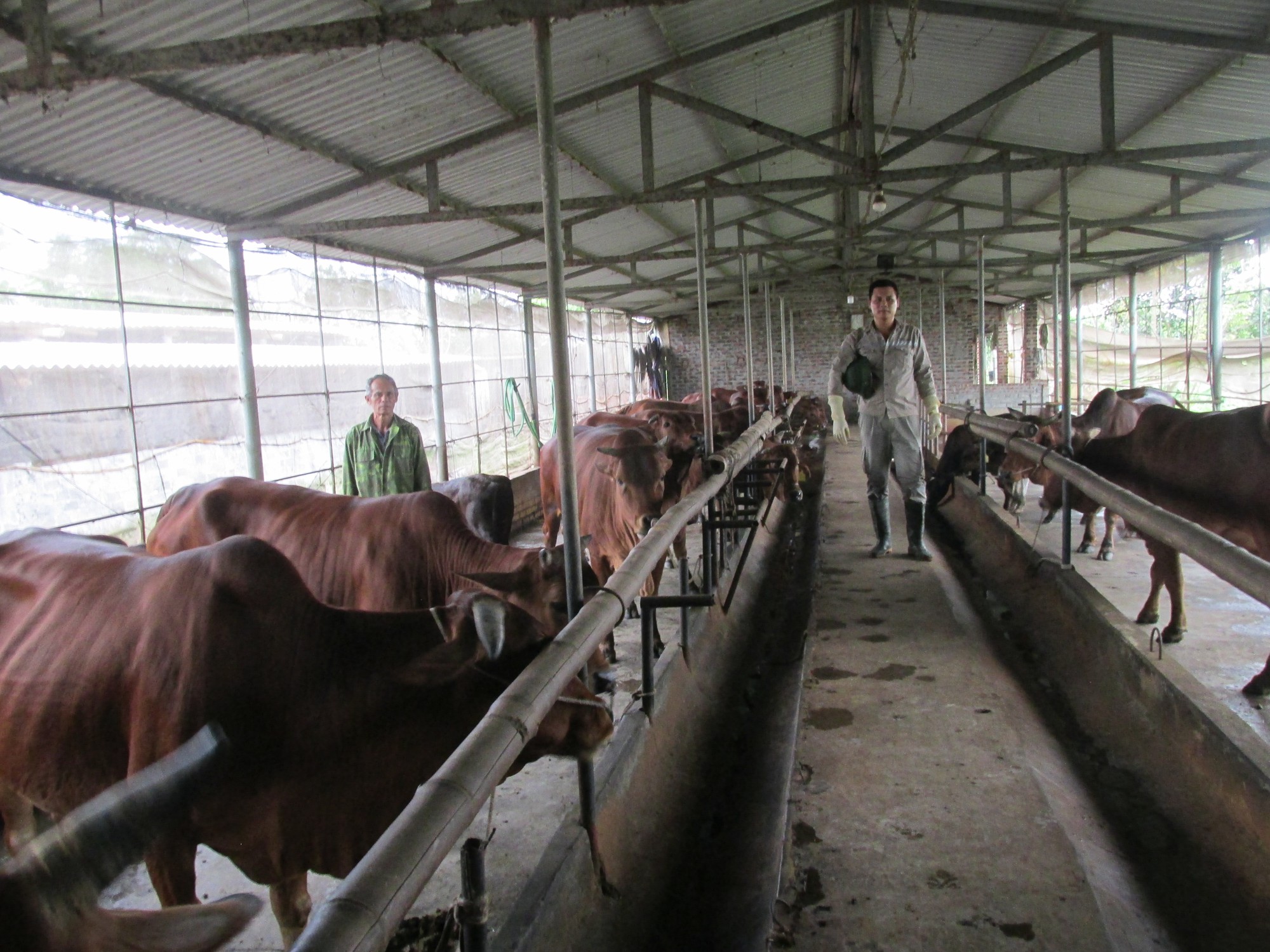 Ứng dụng kỹ thuật trong chăn nuôi trâu bò không cần bãi chăn thả