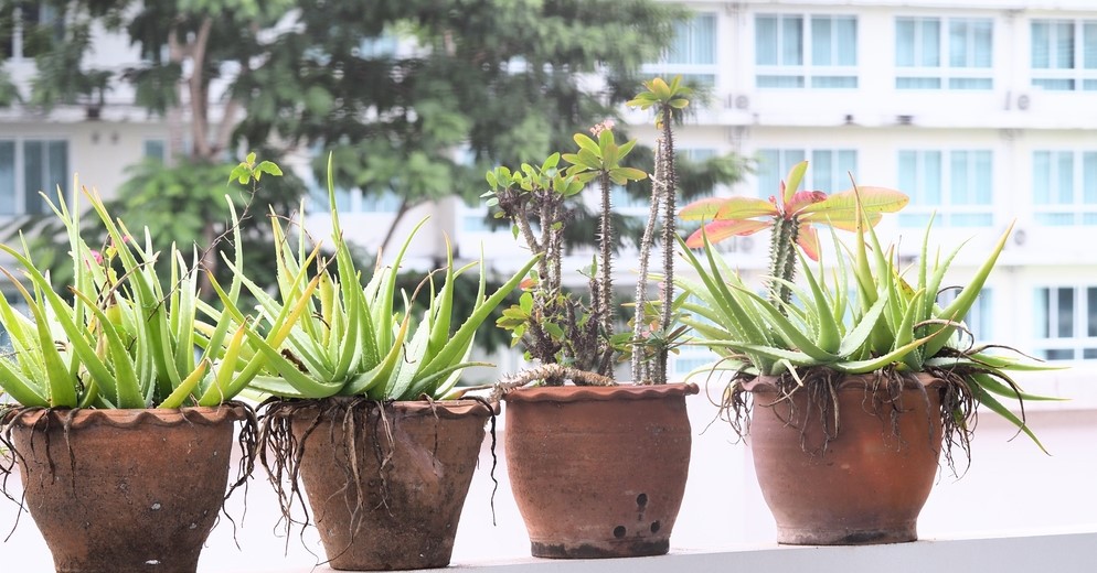 5 types of ornamental plants that require little care, ideal for growing on a balcony
