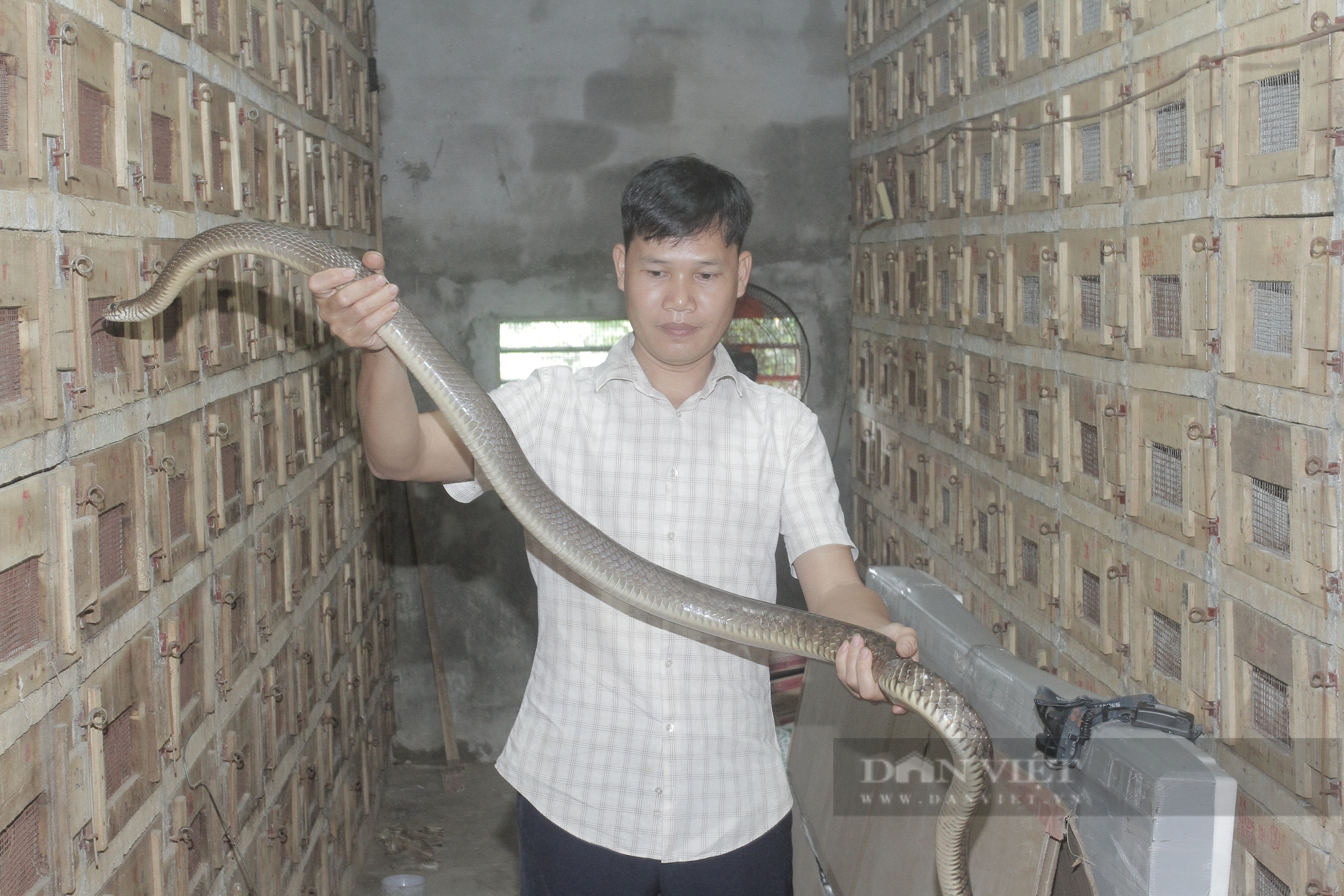 E ngại lan đột biến nuôi hàng nghìn con rắn ráo bán giá cao