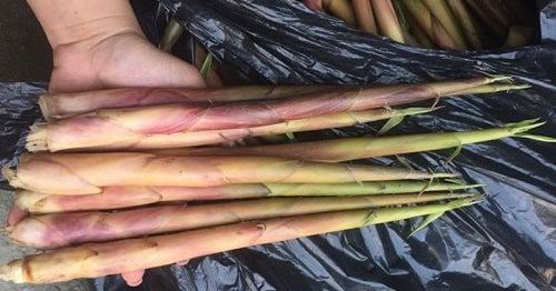 Yen Tu’s bamboo shoots attract tourists to visit Yen Tu