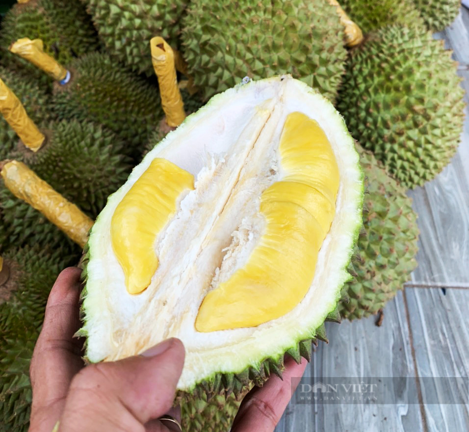 Sầu riêng Musang King trồng ở miền Tây: Ăn rất ngon, giá đắt đỏ - Ảnh 3.