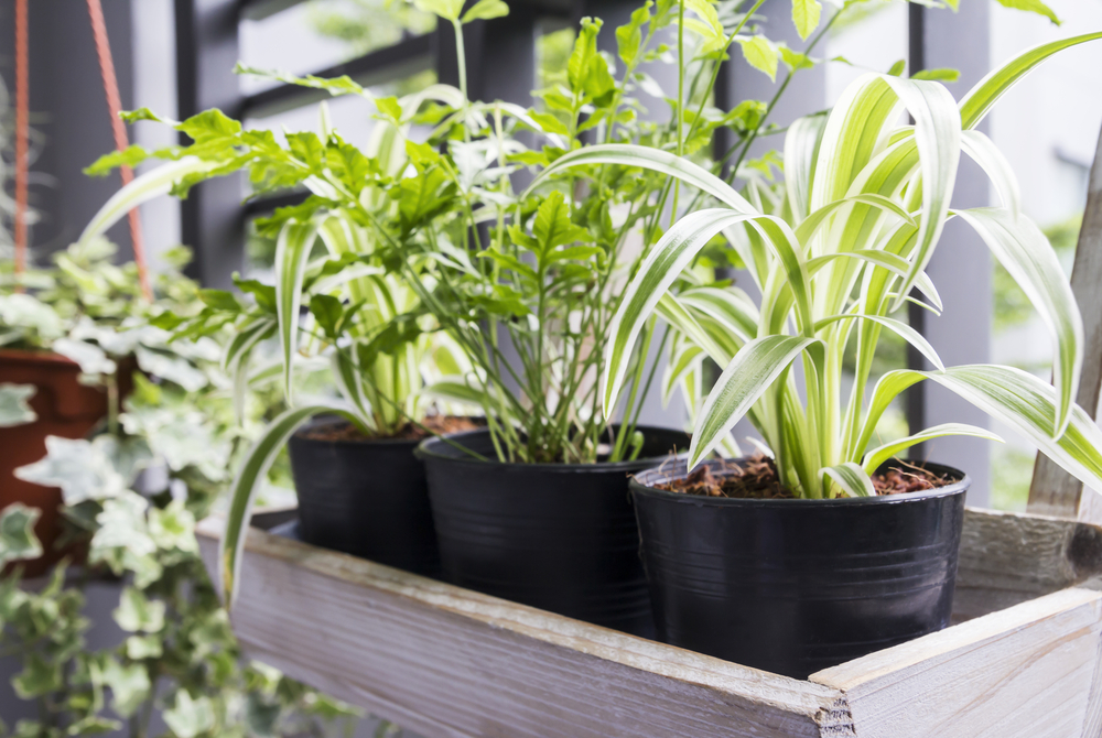 5 types of photo plants that require little care but are still ideal for balcony planting - Photo 1.