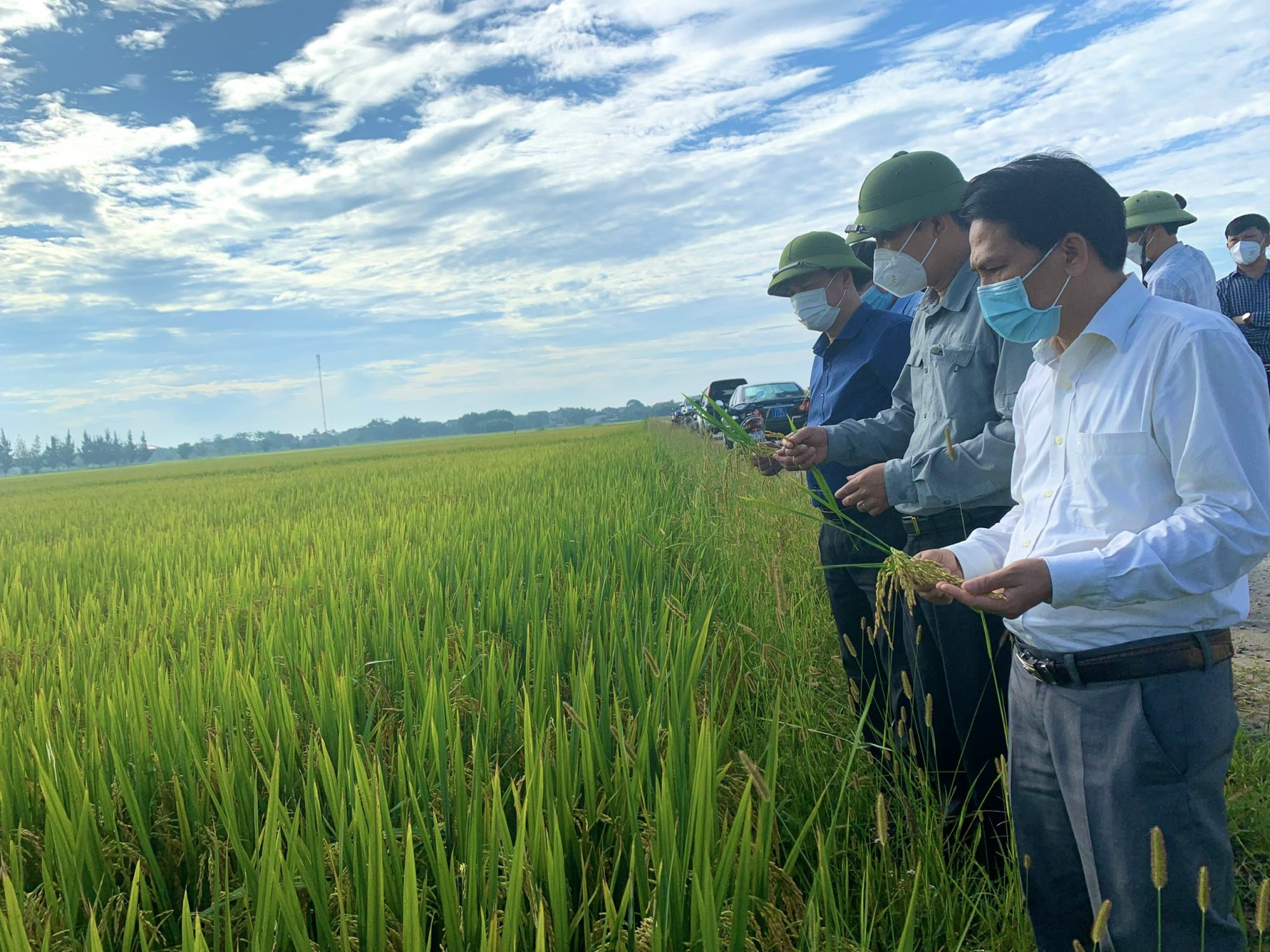 Quảng Bình: Hiệu quả từ chuỗi liên kết sản xuất lúa theo hướng hữu cơ trên &quot;cánh đồng hai huyện&quot; - Ảnh 3.