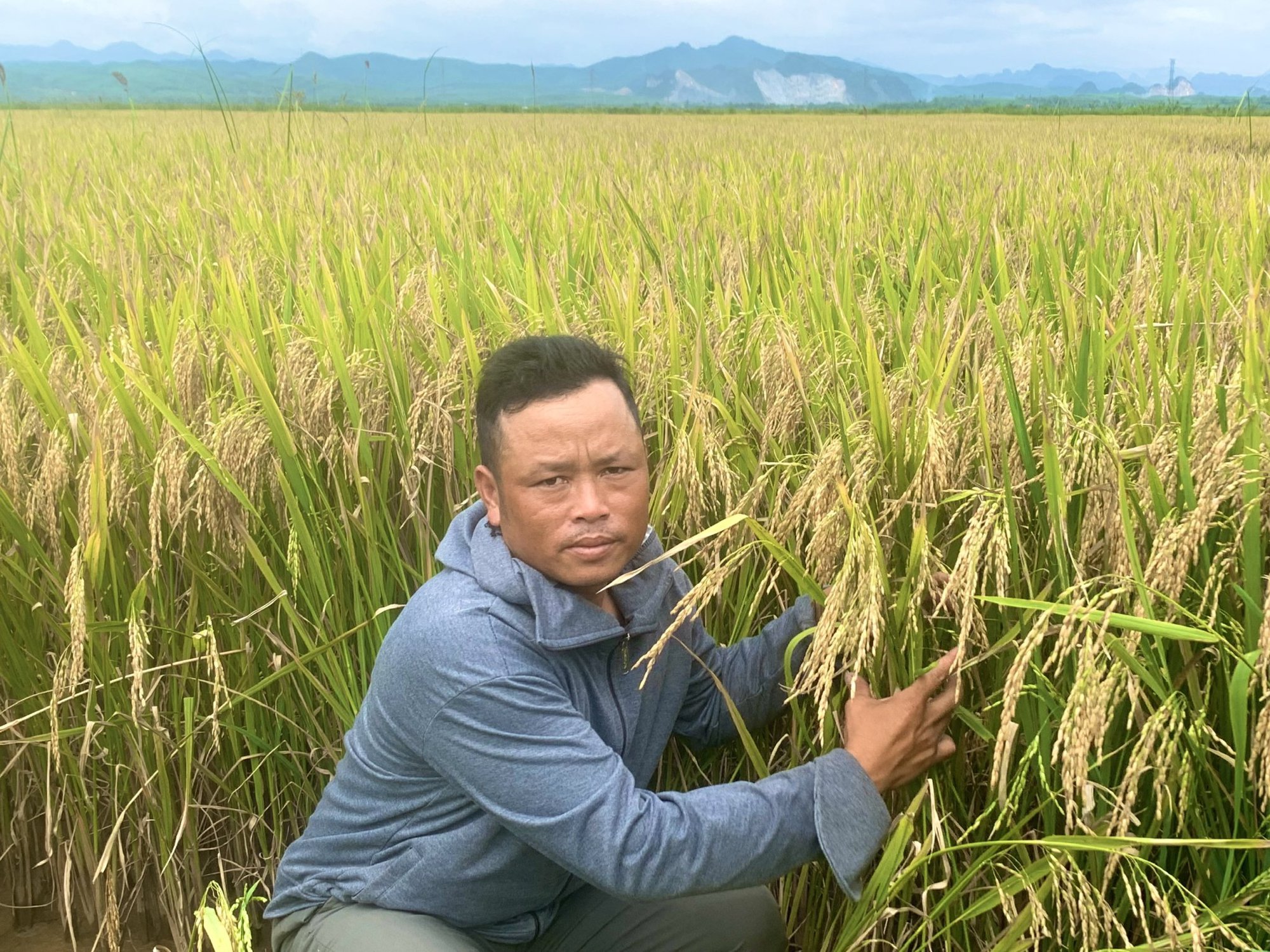Quảng Bình: Hiệu quả từ chuỗi liên kết sản xuất lúa theo hướng hữu cơ trên &quot;cánh đồng hai huyện&quot; - Ảnh 2.