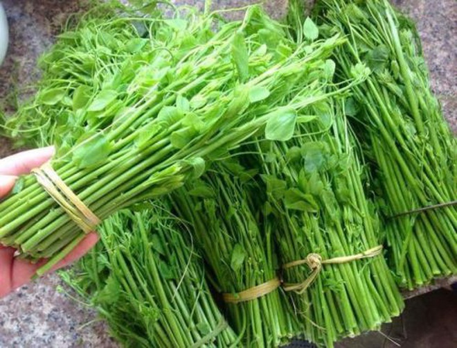 Việt Nam có 10 loại rau dại mọc ở khắp các vùng quê, nhiều loại được săn tìm với giá siêu đắt - Ảnh 3.