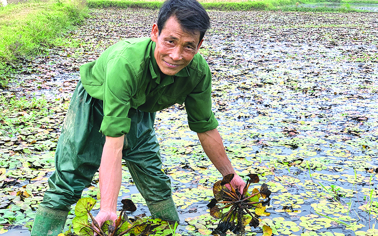 Cây gì ra hoa đậu quả mà lại gọi là củ, cứ phải có nước để "bơi" mới to và là đặc sản Phú Thọ?