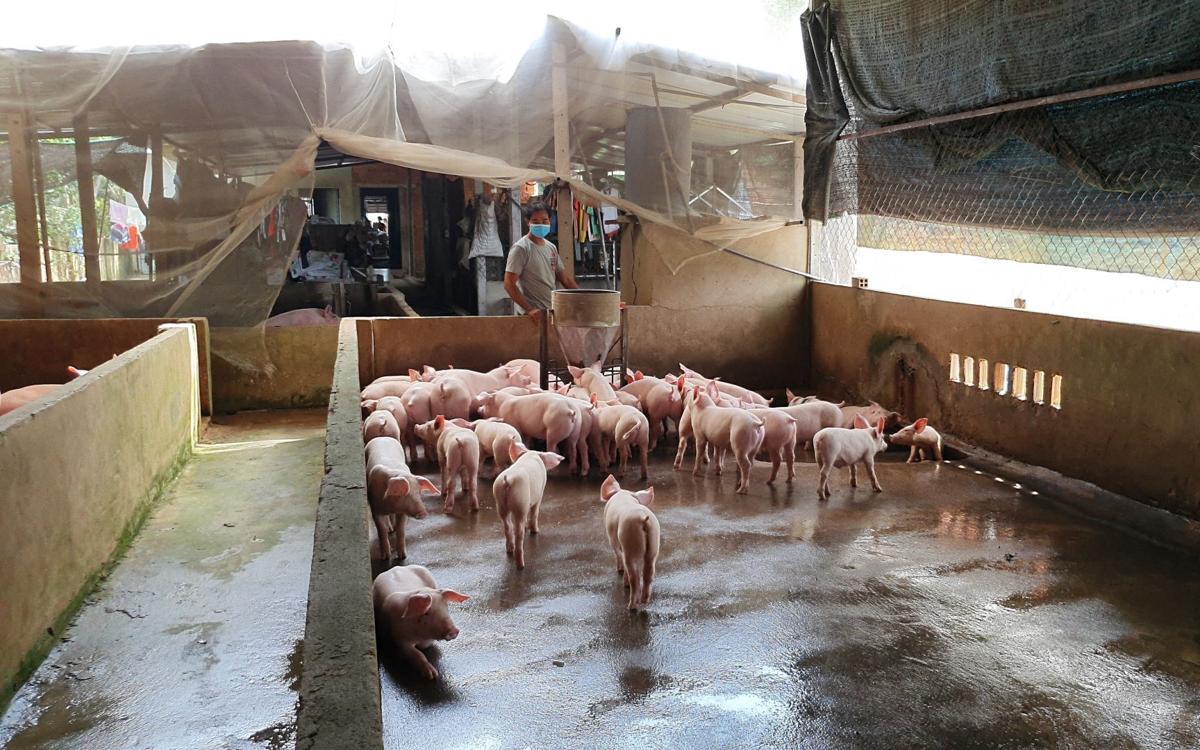 Tây Ninh: Nuôi heo, nhiều nhà đành treo chuồng vì giá thức ăn chăn nuôi cứ báo tăng liên tục