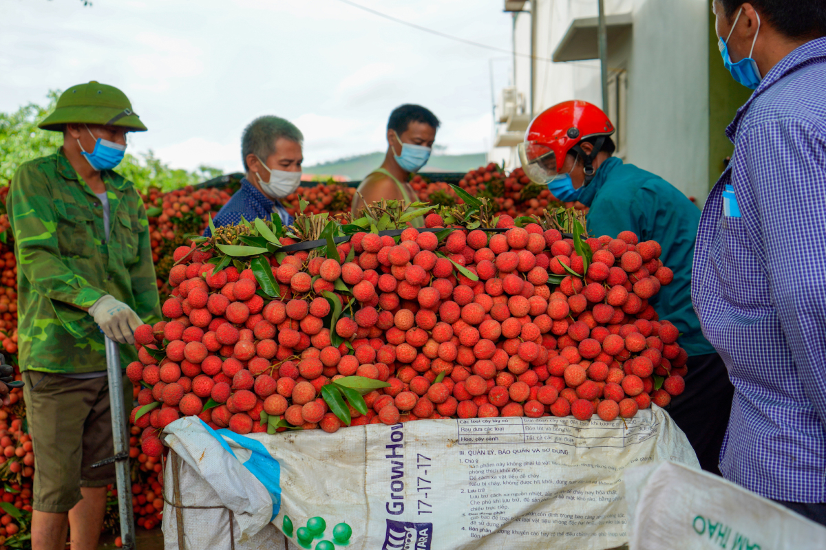 https://danviet.vn/Litchi fruit is both succulent, delicious and contains many healthy nutrients to help reduce belly fat, prevent liver cancer... Photo: Shutterstock