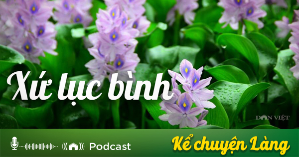 Kể chuyện Podcast: Xứ lục bình - Ảnh 1.