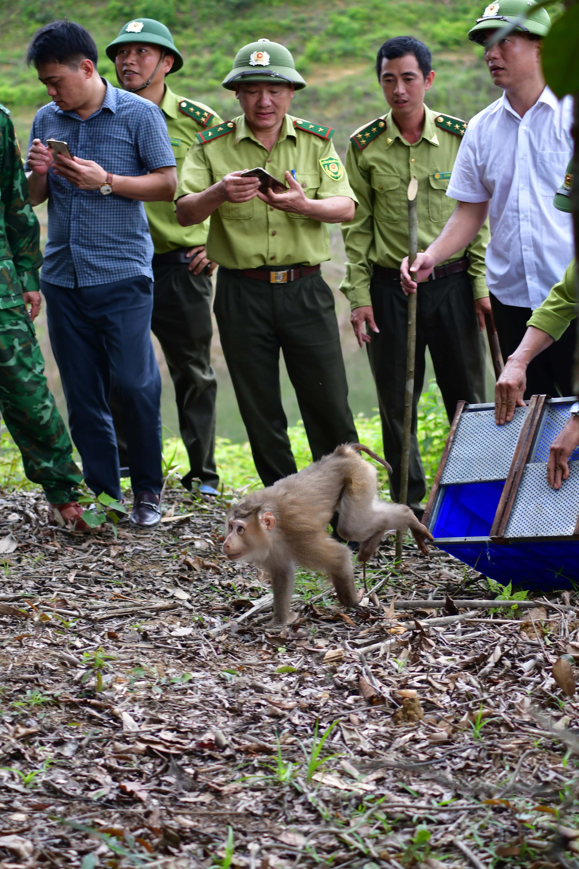 Rắn hổ mang, trăn, khỉ  cùng nhiều cá thể quý hiếm được Vườn Quốc gia Cúc Phương thả về rừng - Ảnh 4.