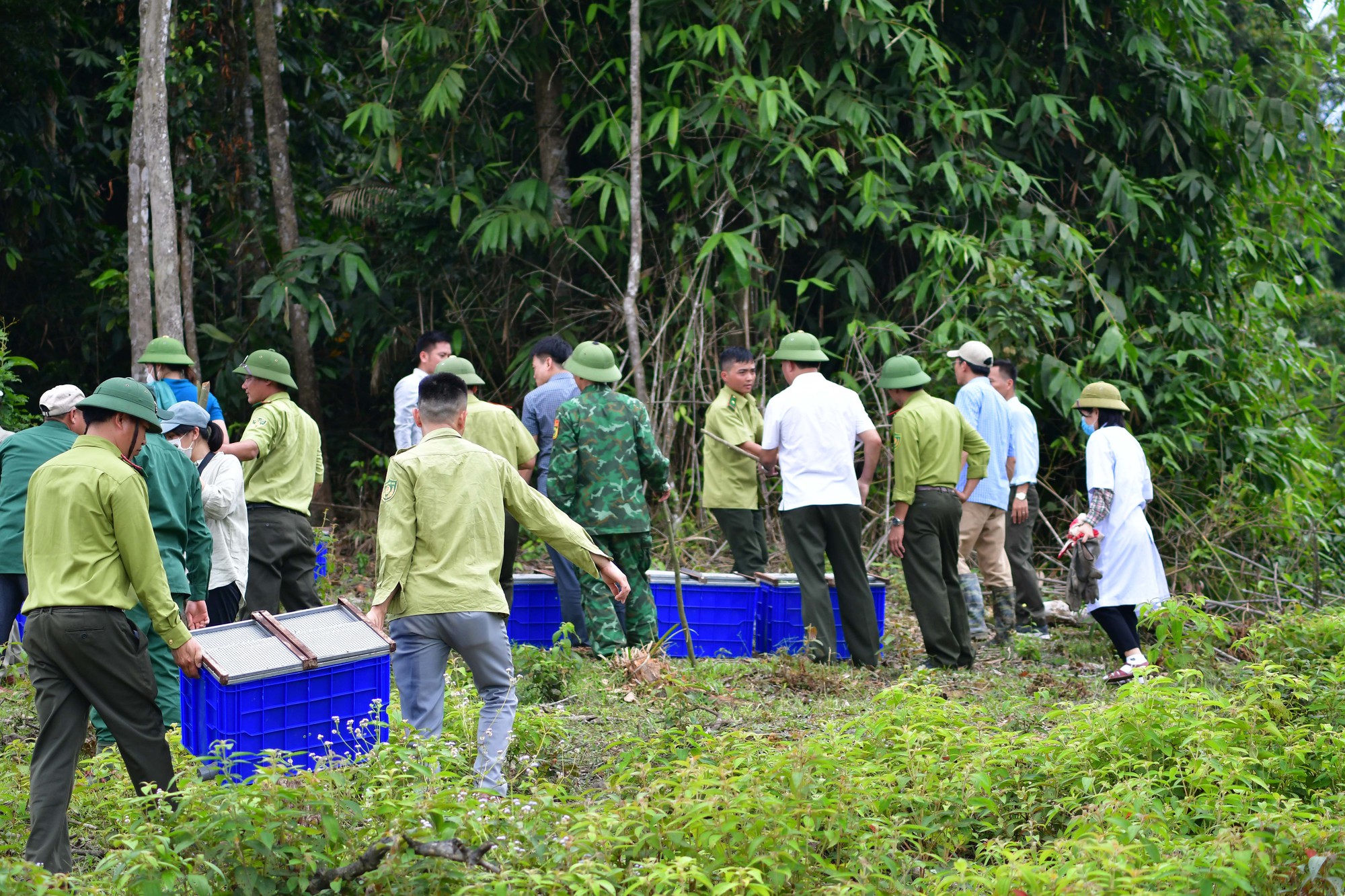 Cobras, pythons, monkeys and many rare individuals were released into the forest by Cuc Phuong National Park - Photo 7.