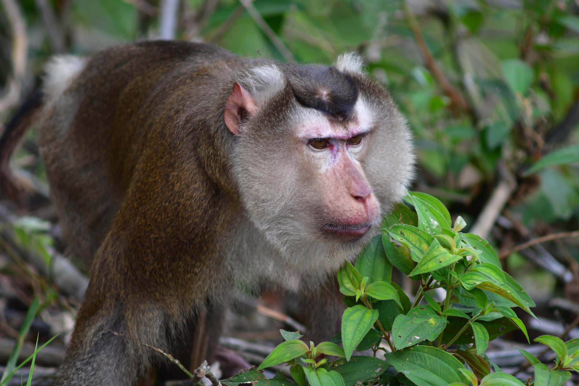 Rắn hổ mang, trăn, khỉ  cùng nhiều cá thể quý hiếm được Vườn Quốc gia Cúc Phương thả về rừng - Ảnh 5.