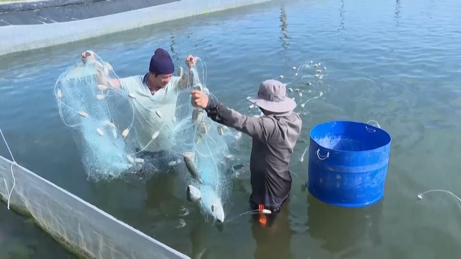 Cho ốc đặc sản ưa mặn &quot;chung nhà&quot; với cá dìa, cá măng ở Quảng Ngãi, vớt ốc, kéo cá lên bán thu tiền tỷ - Ảnh 3.