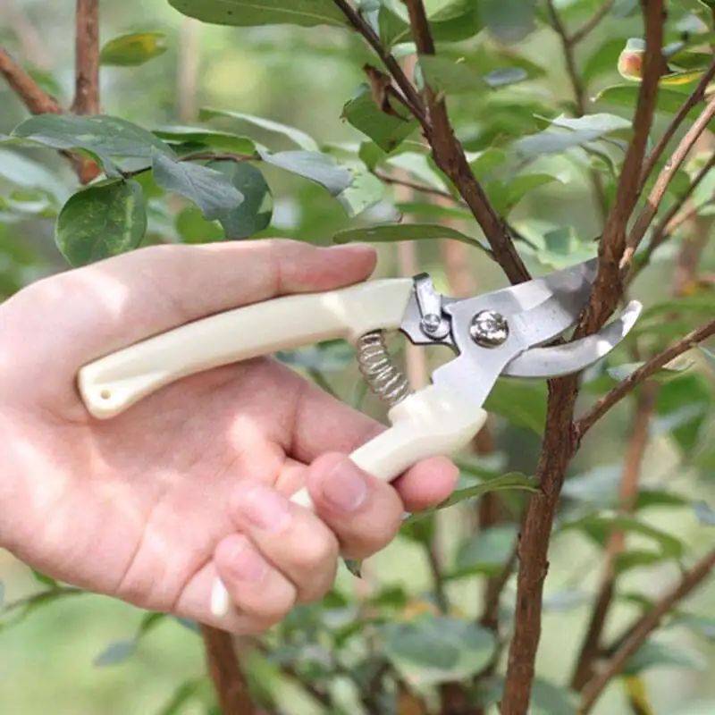 5 misunderstandings when growing bonsai, no wonder the bonsai is stunted, barren, the more they work, the more they die - Photo 3.