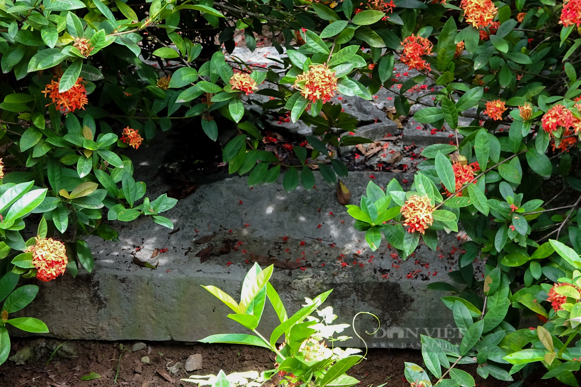 Lăng mộ cổ bằng đá xanh tồn tại gần 300 năm tuổi ở Hà Nội - Ảnh 6.