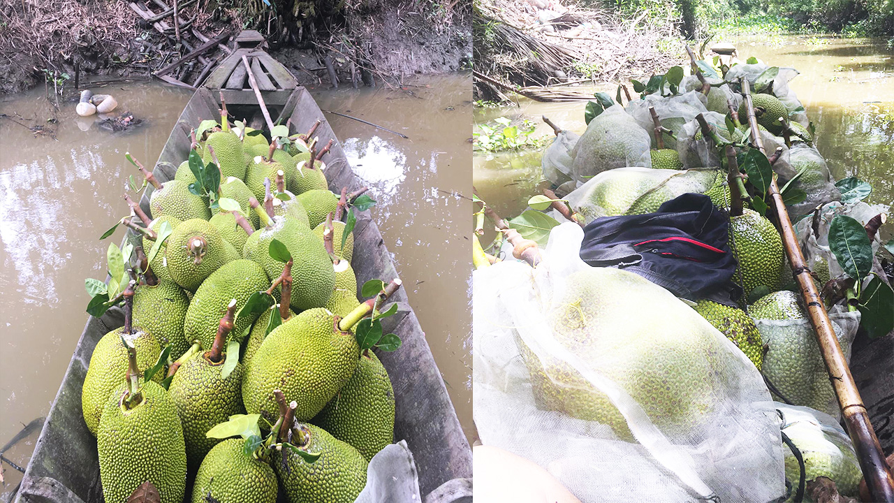 Giá mít Thái hôm nay 28/5: Bán 1 kg mít Thái, người dân lỗ bao nhiêu tiền? - Ảnh 1.