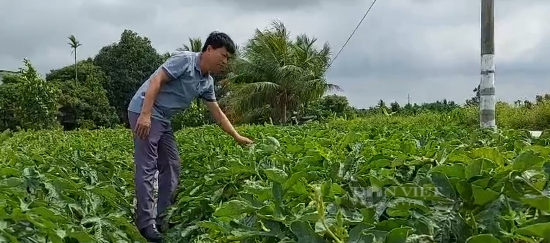 Trồng thứ cây quả lăn lóc như lợn con, nông dân bỏ túi hàng trăm triệu đồng / năm - Ảnh 4.