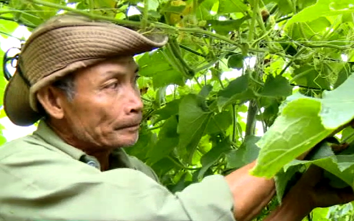 Trồng loại bí nghe tên thấy chua ê răng, ăn lại ngọt, ông nông dân đất Tiền Giang thu tiền triệu mỗi ngày