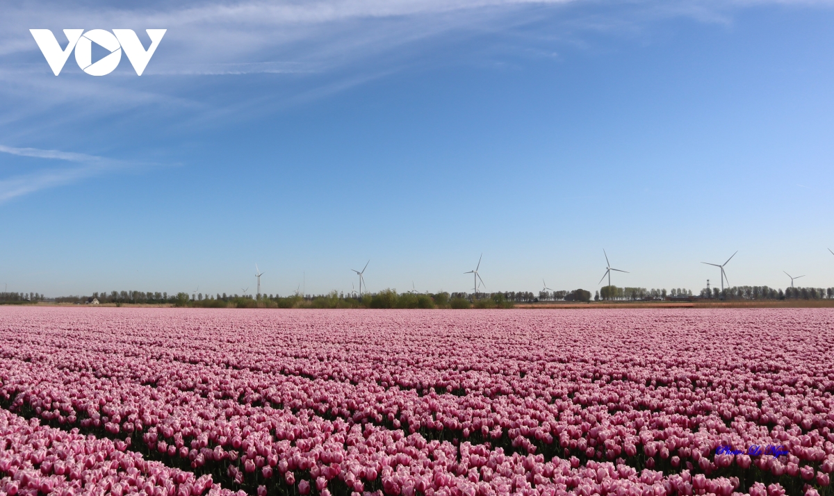 Đẹp ngỡ ngàng những cánh đồng tulip Hà Lan - Ảnh 10.