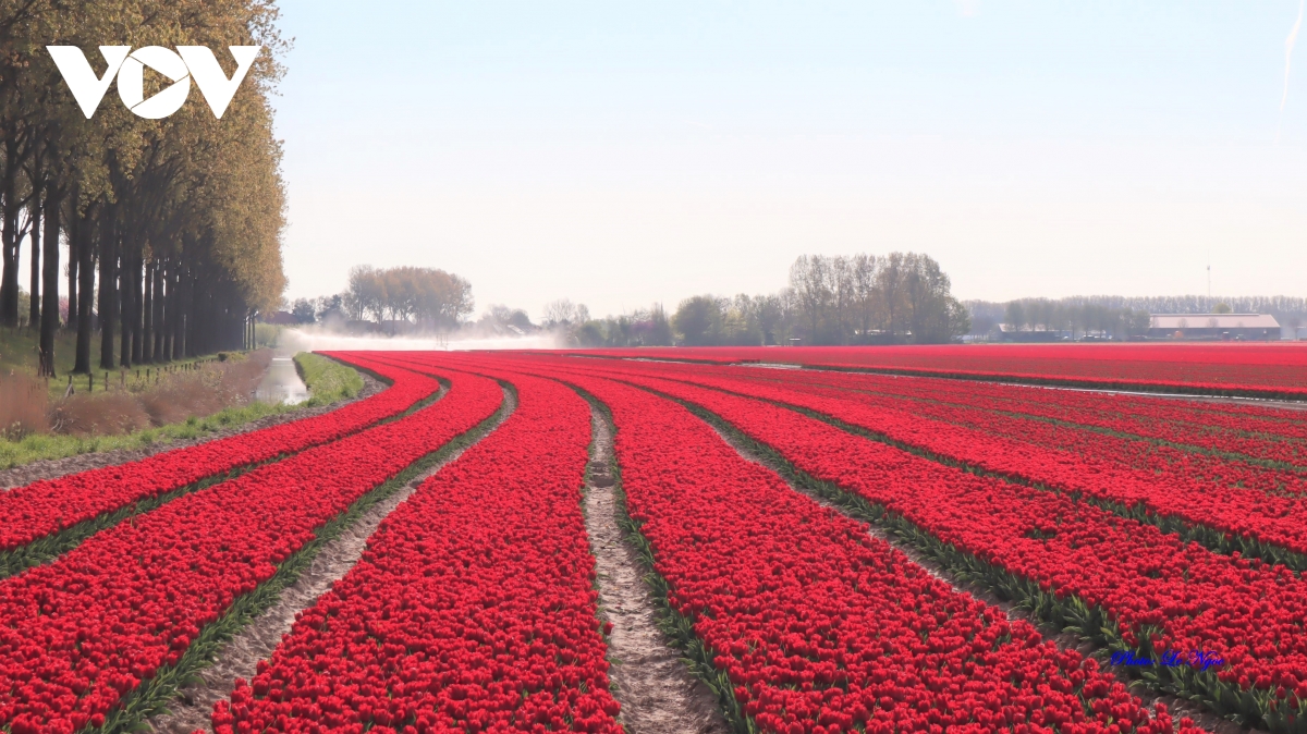Đẹp ngỡ ngàng những cánh đồng tulip Hà Lan - Ảnh 12.