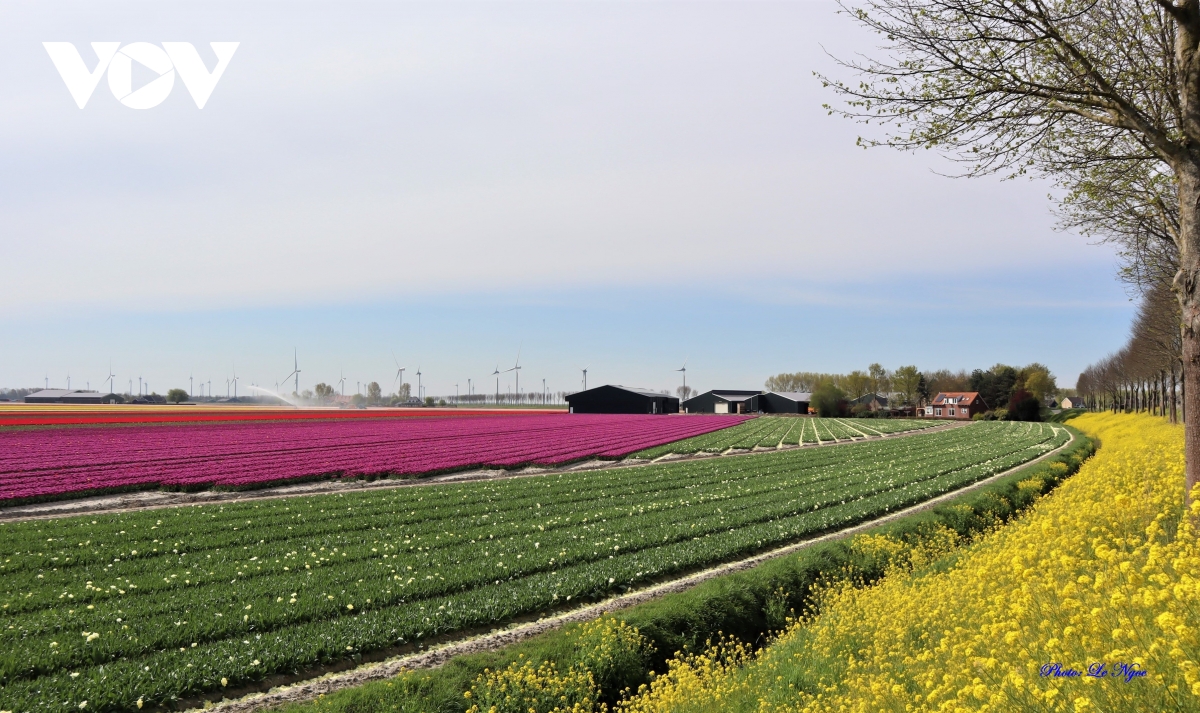 Đẹp ngỡ ngàng những cánh đồng tulip Hà Lan - Ảnh 14.