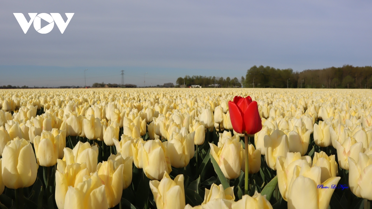 Đẹp ngỡ ngàng những cánh đồng tulip Hà Lan - Ảnh 15.