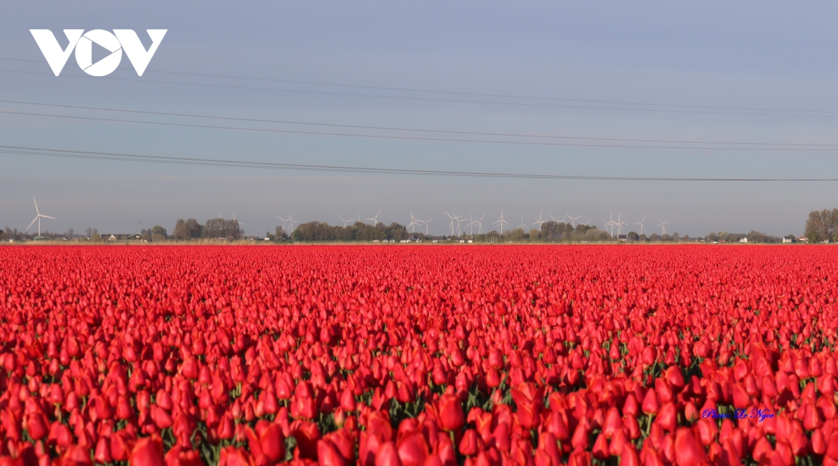 Đẹp ngỡ ngàng những cánh đồng tulip Hà Lan