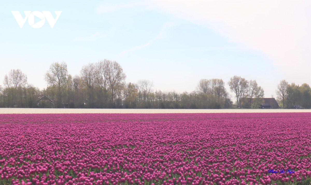 Đẹp ngỡ ngàng những cánh đồng tulip Hà Lan - Ảnh 3.