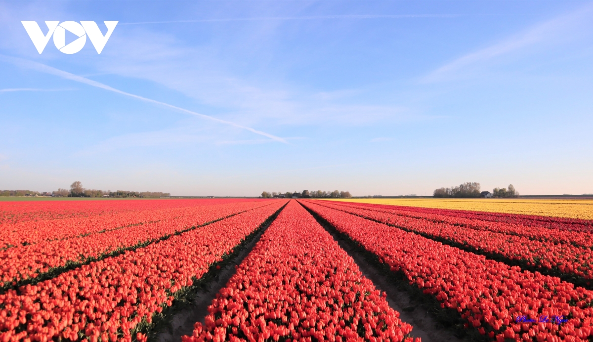 Đẹp ngỡ ngàng những cánh đồng tulip Hà Lan - Ảnh 4.