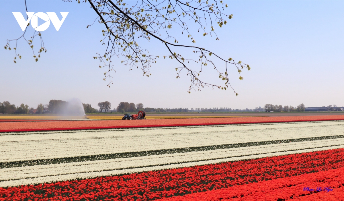 Đẹp ngỡ ngàng những cánh đồng tulip Hà Lan - Ảnh 5.