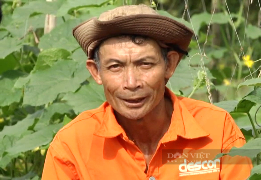 Trần thân trồng loại bí nghe tên chua ê răng, ông nông dân đất lung phèn thu tiền triệu mỗi ngày - Ảnh 1.