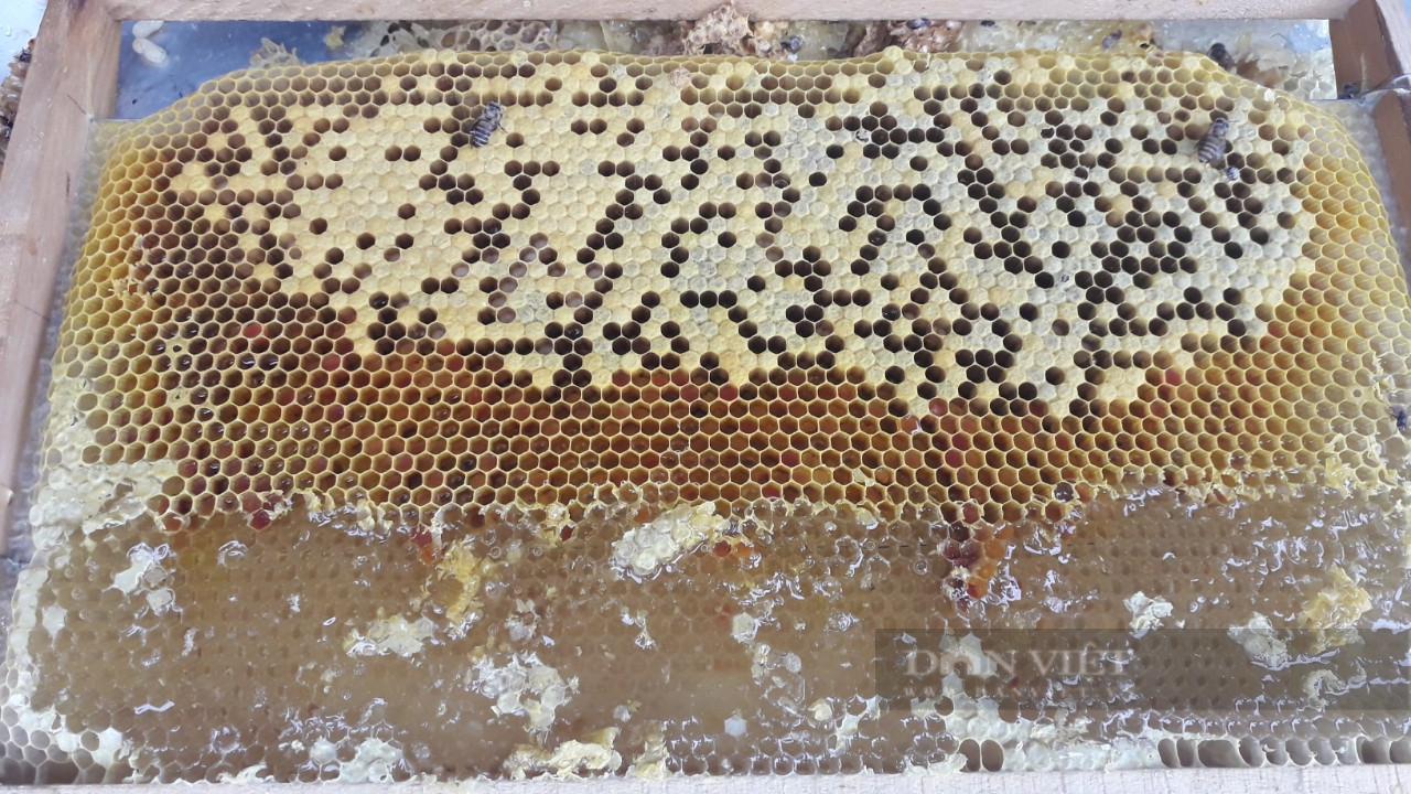 Thái Nguyên: Cặp vợ chồng già quanh năm vui vầy với bầy ong mật mà vẫn đủ ăn đủ tiêu - Ảnh 4.
