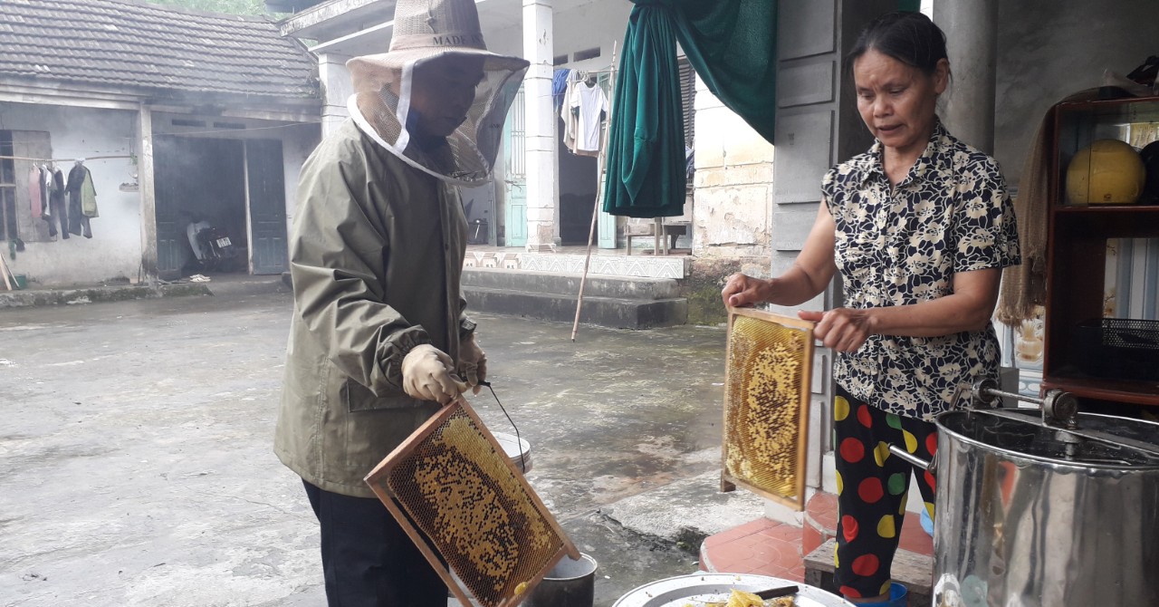 cách kiểm tra ong mật nuôi hàng ngày