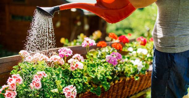No need to spend money to buy bonsai fertilizers, water these 4 types of water, the soil is more fertile, flowers bloom brilliantly
