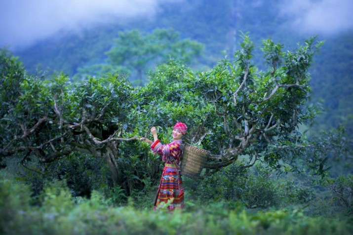 Độc đáo ngôi nhà làm từ hơn 2 tấn trà Shan Tuyết cổ thụ ở Hà Giang - Ảnh 2.